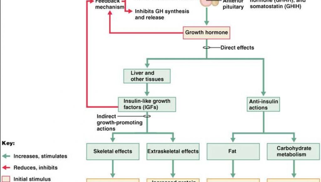 The symbiotic relationship between growth hormone and insulin – Evil ...